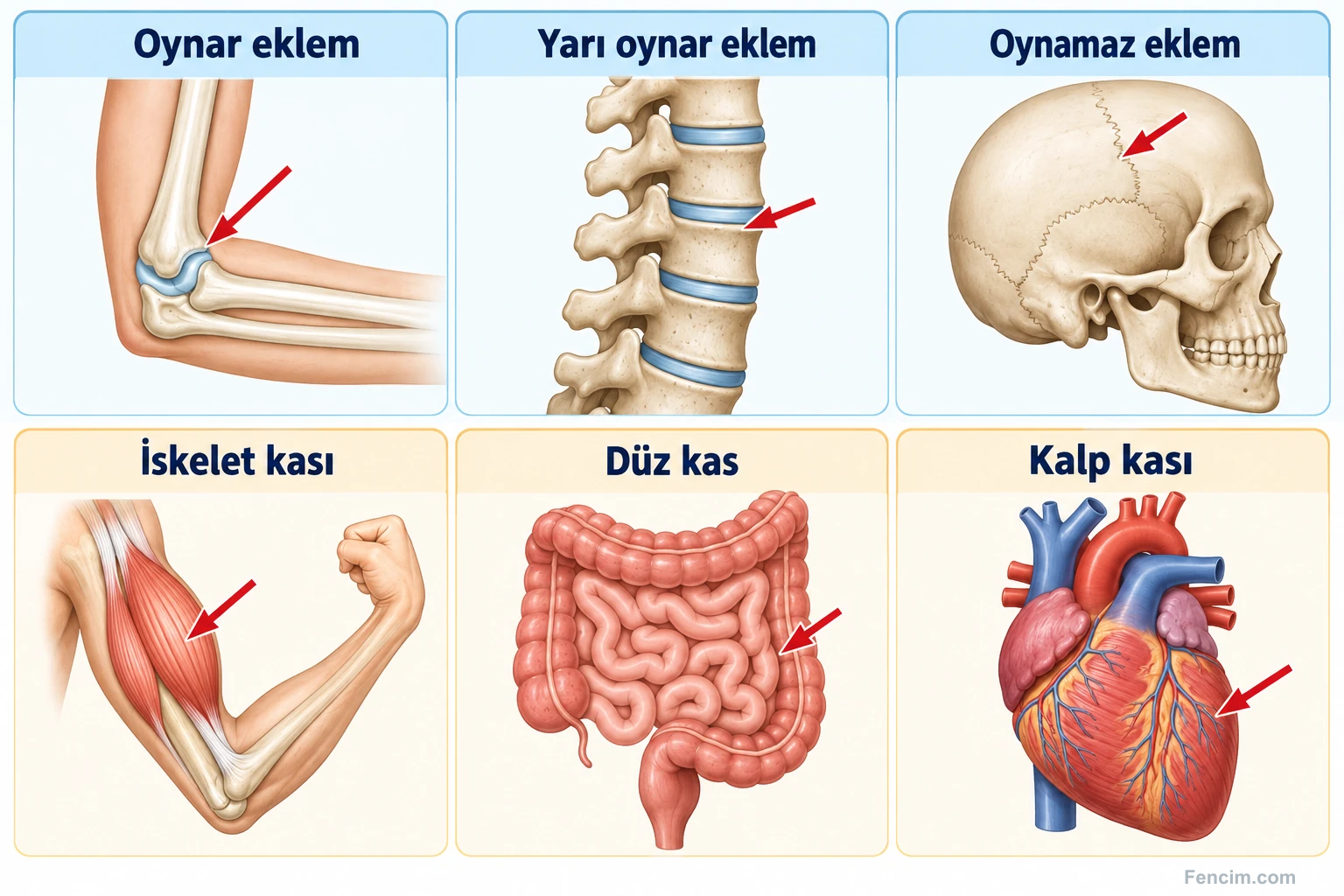 Hareket yeteneğine göre üç eklem grubu ile iskelet, düz ve kalp kasının konumları.