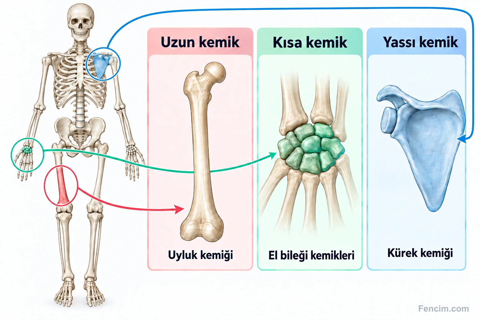İskelette uzun kemik örneği uyluk, kısa kemik örneği el bileği ve yassı kemik örneği kürek kemiği.