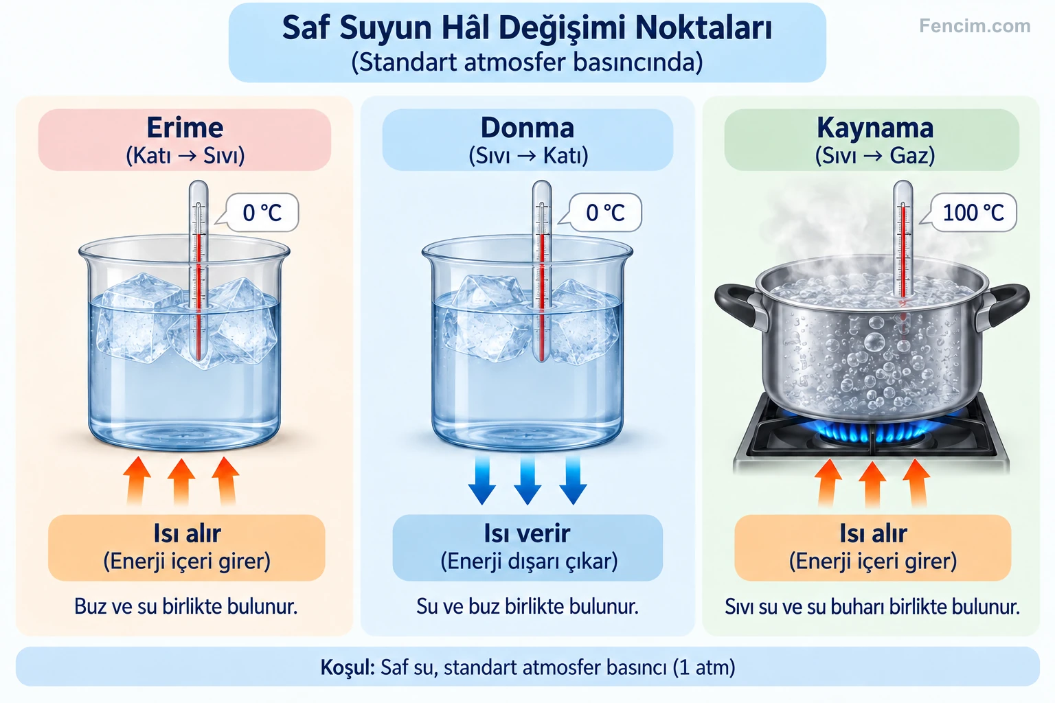 Standart atmosfer basıncında saf suyun erime, donma ve kaynama sıcaklıkları ile enerji aktarım yönleri.