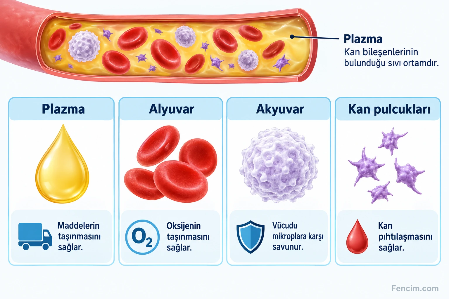 Plazma, alyuvar, akyuvar ve kan pulcuklarının temel görevleri.
