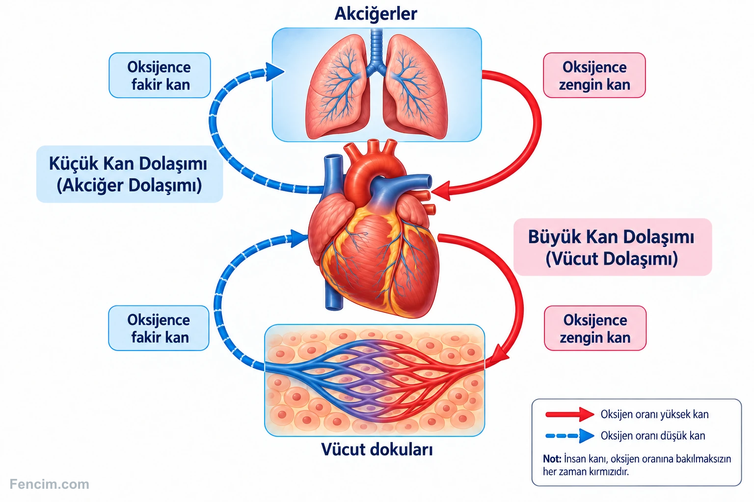 Kalp, akciğerler ve vücut dokuları arasındaki küçük ve büyük dolaşım yolları.