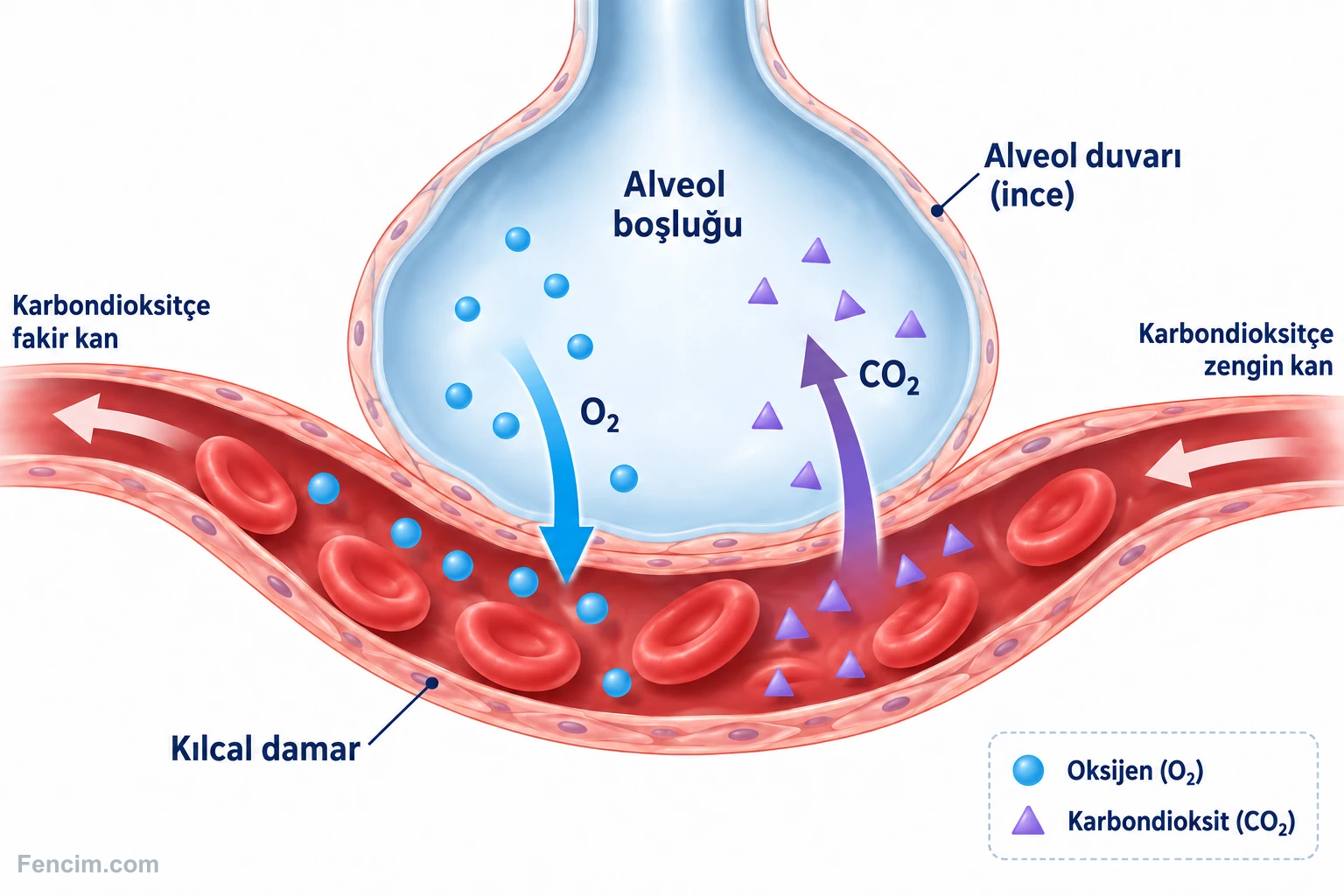 Alveolde oksijenin kana, karbondioksitin kandan hava kesesine geçmesi.