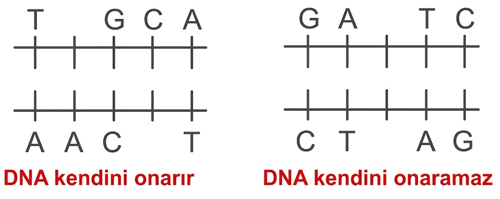dnavegenetikkod-4