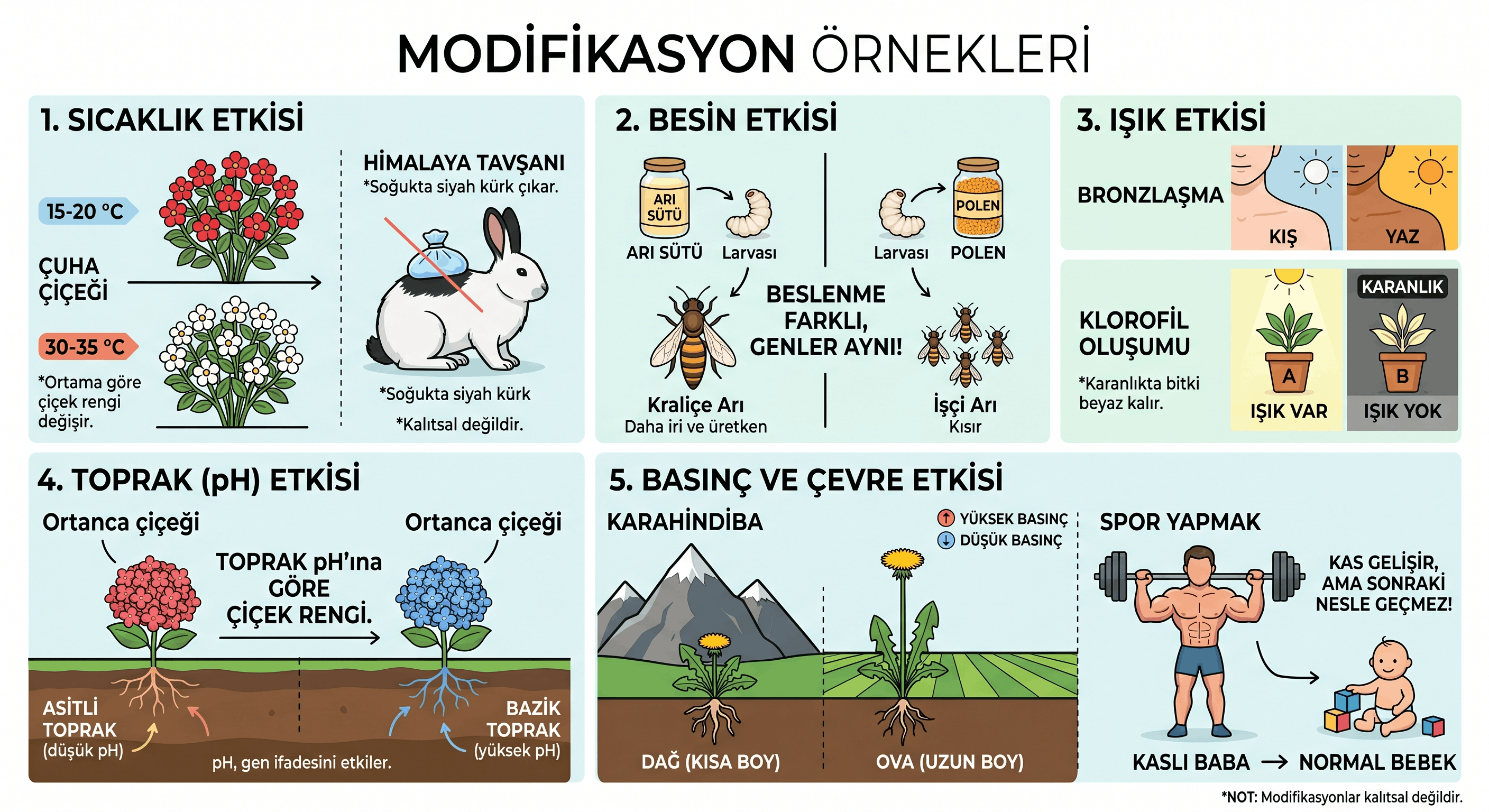 mutasyonvemodifikasyon-2
