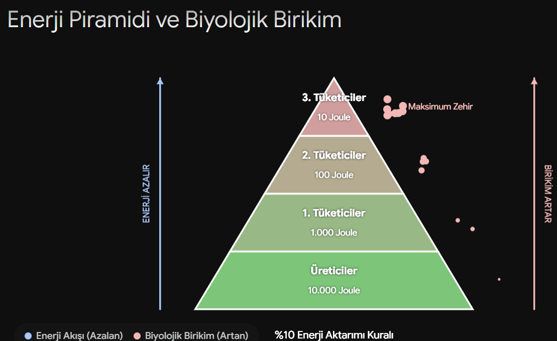 besinzincirivenerjiakisi-1