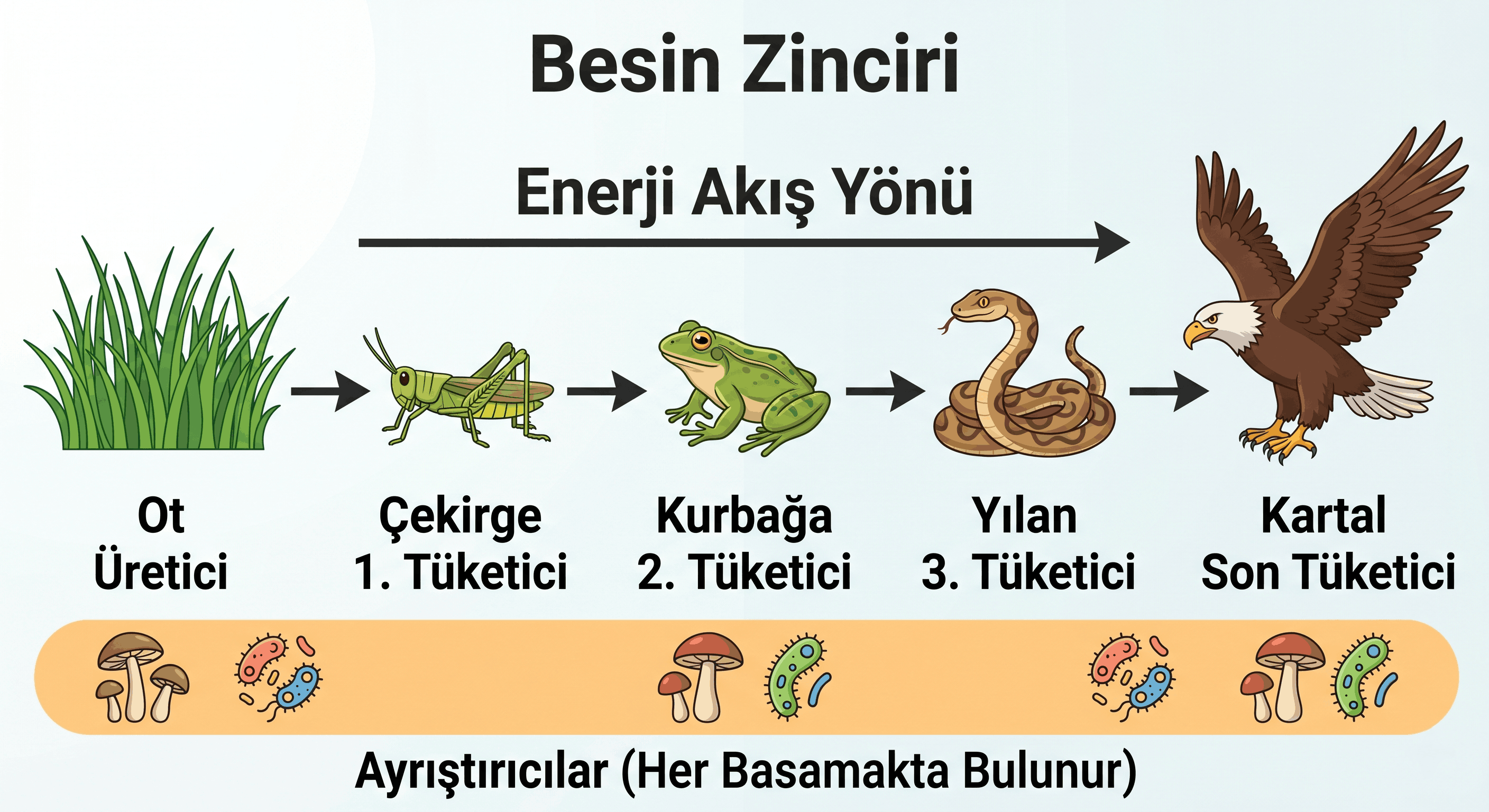 besinzincirivenerjiakisi-3